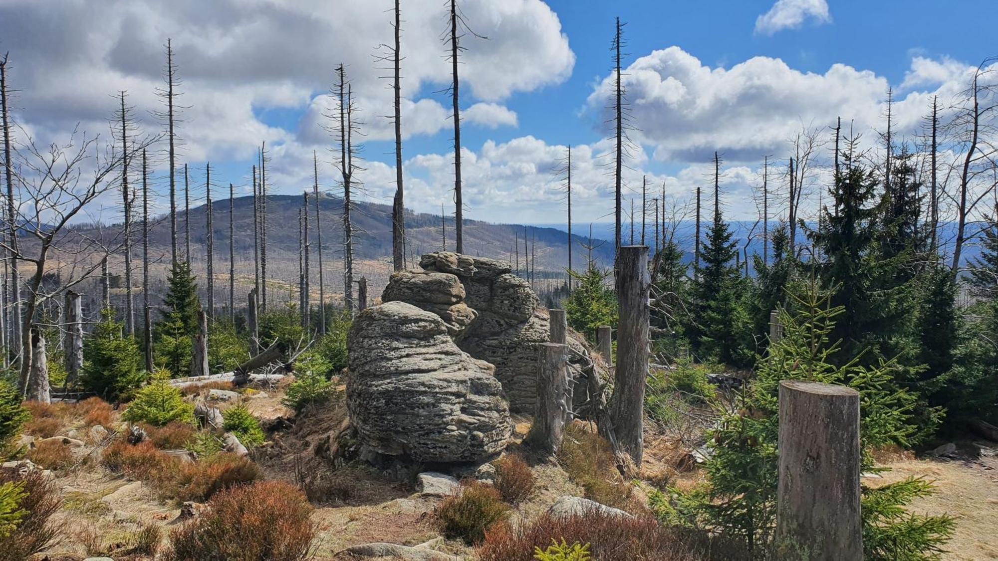 Modernes Harz Ueber Den Baumspitzen *